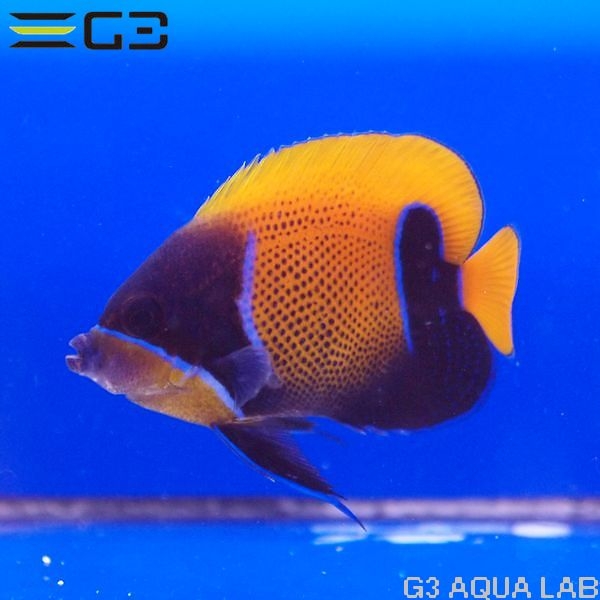 ���ʥ��ޥ�å�Pomacanthus navarchus��[Y269-W0705]