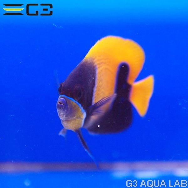 ���ʥ��ޥ�å�Pomacanthus navarchus��[Y269-W0705]