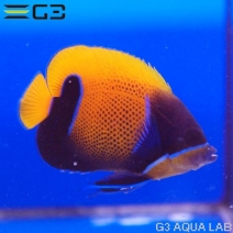 ���ʥ��ޥ�å�Pomacanthus navarchus��[Y269-W0705]