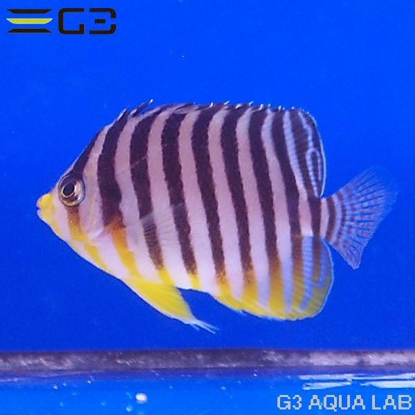 ޥåCentropyge mulitifasciata[Y270-W0705]