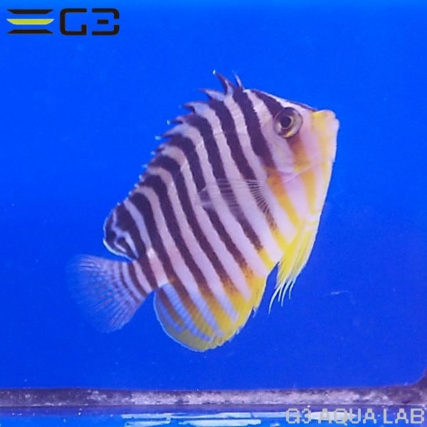 ޥåCentropyge mulitifasciata[Y270-W0705]