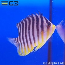 ���ޥ�å���Centropyge mulitifasciata��[Y270-W0705]