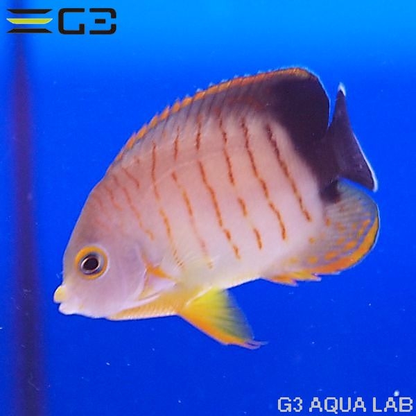 �����֥꡼���󥼥�ʥ����֥륺�����󥼥�ˡ�[Y272-W0705]