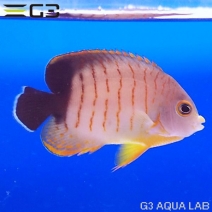 �����֥꡼���󥼥�ʥ����֥륺�����󥼥�ˡ�[Y272-W0705]