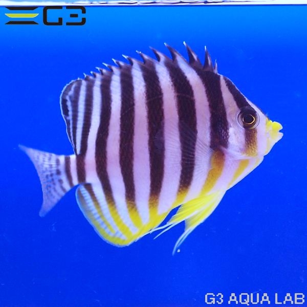 ���ޥ�å���Centropyge mulitifasciata��[Y271-W0705]
