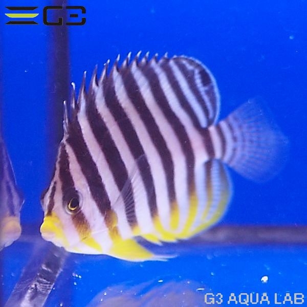 ޥåCentropyge mulitifasciata[Y271-W0705]