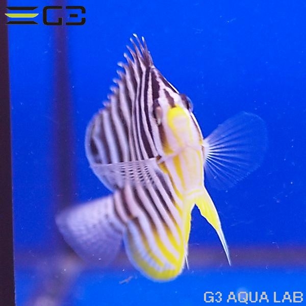 ���ޥ�å���Centropyge mulitifasciata��[Y271-W0705]
