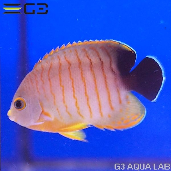 �����֥꡼���󥼥�ʥ����֥륺�����󥼥�ˡ�[Y273-W0705]