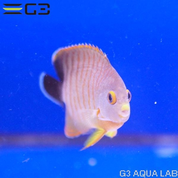 �����֥꡼���󥼥�ʥ����֥륺�����󥼥�ˡ�[Y273-W0705]