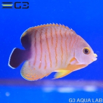 �����֥꡼���󥼥�ʥ����֥륺�����󥼥�ˡ�[Y273-W0705]