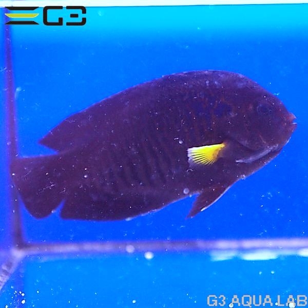 ���������ե��󡦥��󥼥�ե��å��塡[Y274-K0704]