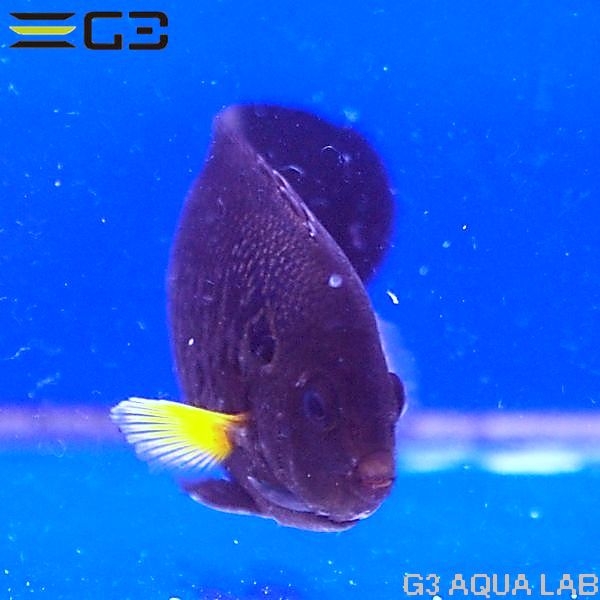 ���������ե��󡦥��󥼥�ե��å��塡[Y274-K0704]