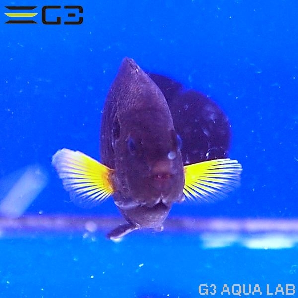 ���������ե��󡦥��󥼥�ե��å��塡[Y274-K0704]