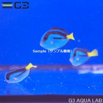 海水魚/ハギ/ハゼ｜アクアリウムの通販は大阪のG3 AQUA LABまで。