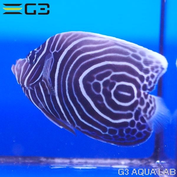 �����ޥ���å��ʥ�������ˡ���10cm��[Y285-T0708]
