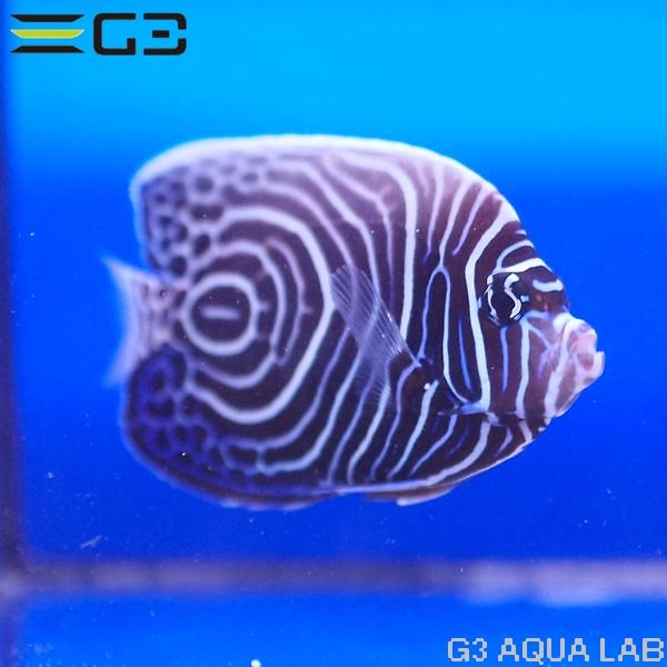 �����ޥ���å��ʥ�������ˡ���10cm��[Y285-T0708]