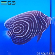 �����ޥ���å��ʥ�������ˡ���10cm��[Y285-T0708]