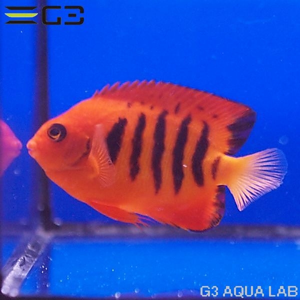 �ե졼�२�󥼥�ʥޡ������ˡ���7.5cm��[Y289-K0718]