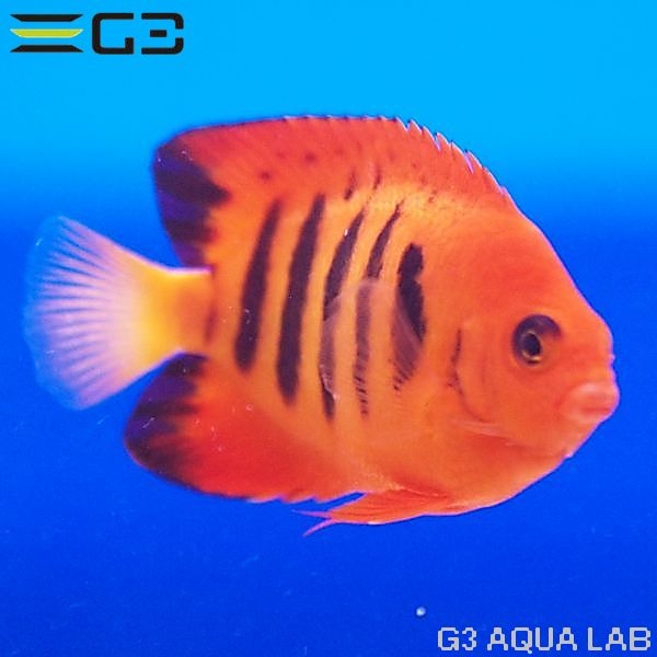 �ե졼�२�󥼥�ʥޡ������ˡ���7.5cm��[Y289-K0718]
