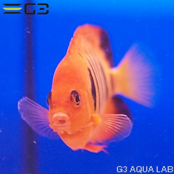 �ե졼�२�󥼥�ʥޡ������ˡ���7.5cm��[Y289-K0718]