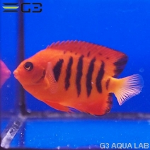 �ե졼�२�󥼥�ʥޡ������ˡ���7.5cm��[Y289-K0718]