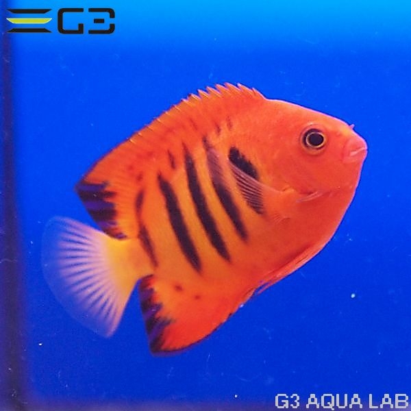 �ե졼�२�󥼥�ʥޡ������ˡ���7.0cm��[Y290-K0718]