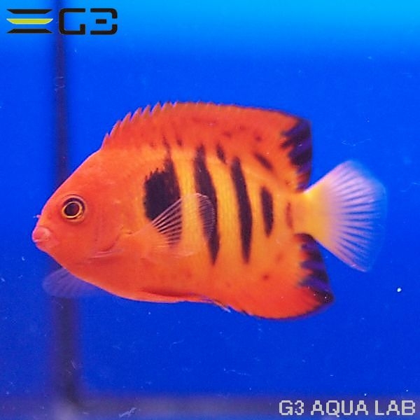 �ե졼�२�󥼥�ʥޡ������ˡ���7.0cm��[Y290-K0718]