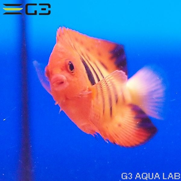 �ե졼�२�󥼥�ʥޡ������ˡ���7.0cm��[Y290-K0718]