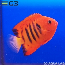 �ե졼�२�󥼥�ʥޡ������ˡ���7.0cm��[Y290-K0718]
