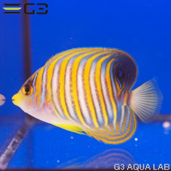 �˥�����å�����7.5cm��[Y296-W0809]