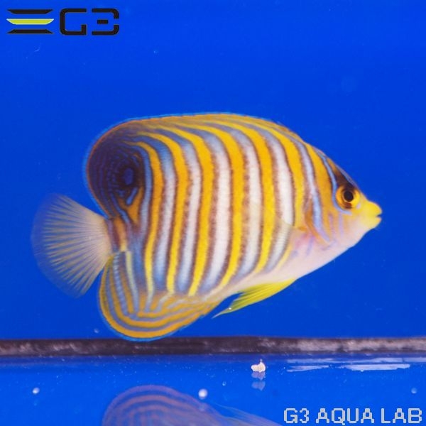 �˥�����å�����7.5cm��[Y296-W0809]