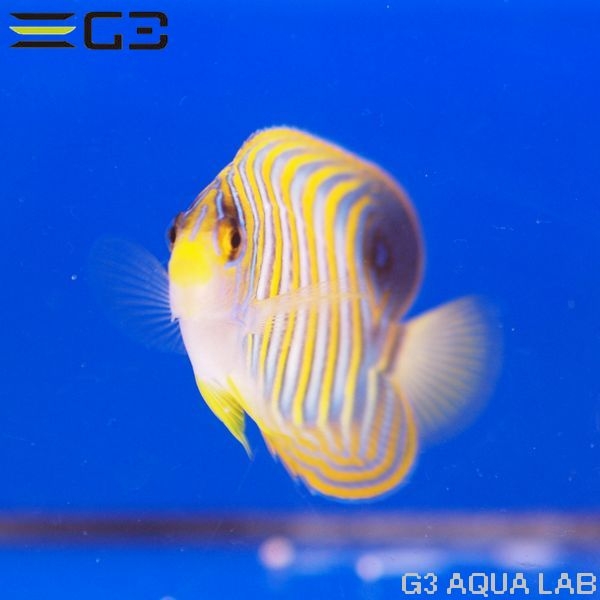 �˥�����å�����7.5cm��[Y296-W0809]