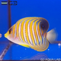 �˥�����å�����7.5cm��[Y296-W0809]