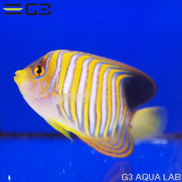 �˥�����å�����11cm��[Y297-W0809]