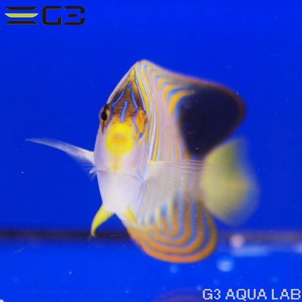 �˥�����å�����11cm��[Y297-W0809]
