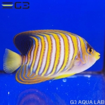 �˥�����å�����11cm��[Y297-W0809]