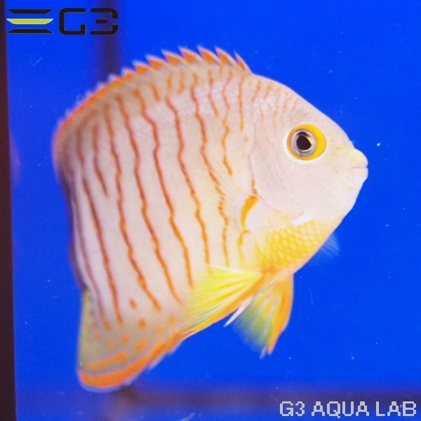 ֥꡼󥼥ʥ֥륺󥼥ˡ[Y298-W0809]