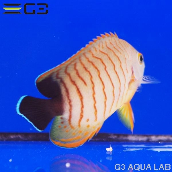 ֥꡼󥼥ʥ֥륺󥼥ˡ[Y298-W0809]