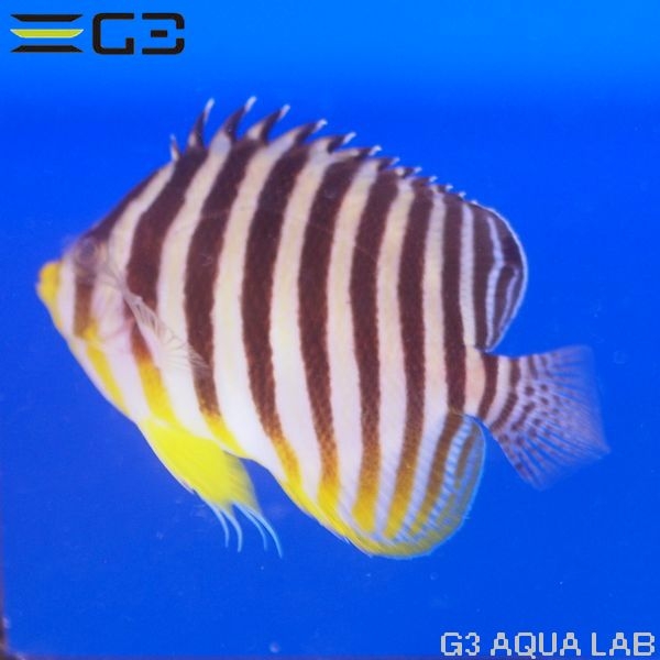 ���ޥ�å�����6.5-7cm��[Y300-W0729]