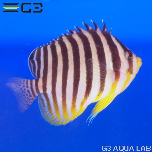 ���ޥ�å�����6.5-7cm��[Y300-W0729]