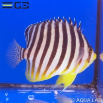 ���ޥ�å�����6.5-7cm��[Y300-W0729]