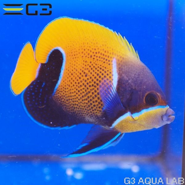 ���ʥ��ޥ�å�����8.5cm��[Y301-W0809]