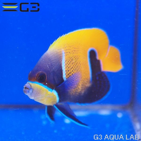 ���ʥ��ޥ�å�����8.5cm��[Y301-W0809]