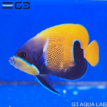���ʥ��ޥ�å�����8.5cm��[Y301-W0809]