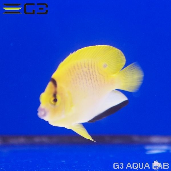 ���ƥ��å����ӣͥ���������5.5cm��[Y304-S0813]