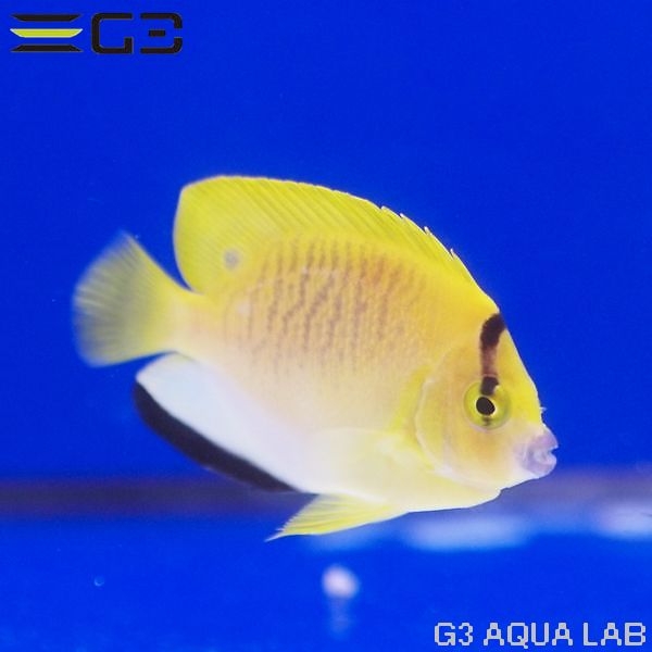 ���ƥ��å����ӣͥ���������5.5cm��[Y304-S0813]