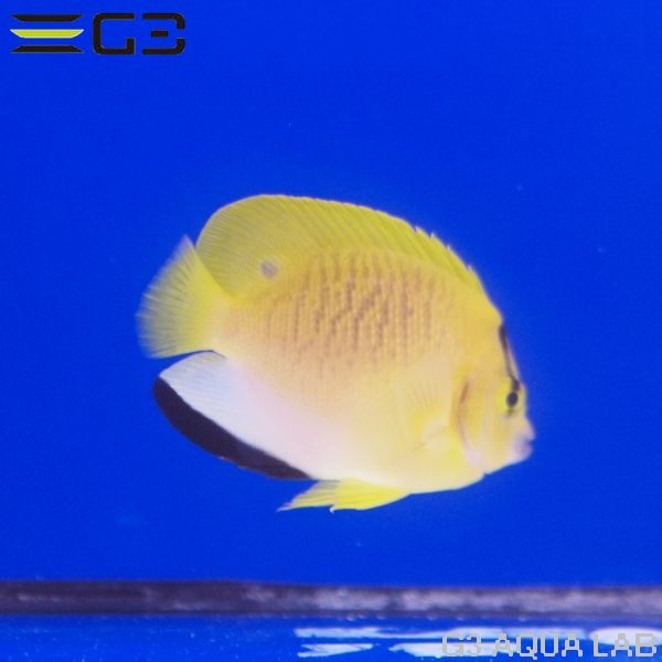 ���ƥ��å����ӣͥ���������5.5cm��[Y304-S0813]