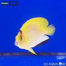 ���ƥ��å����ӣͥ���������5.5cm��[Y304-S0813]
