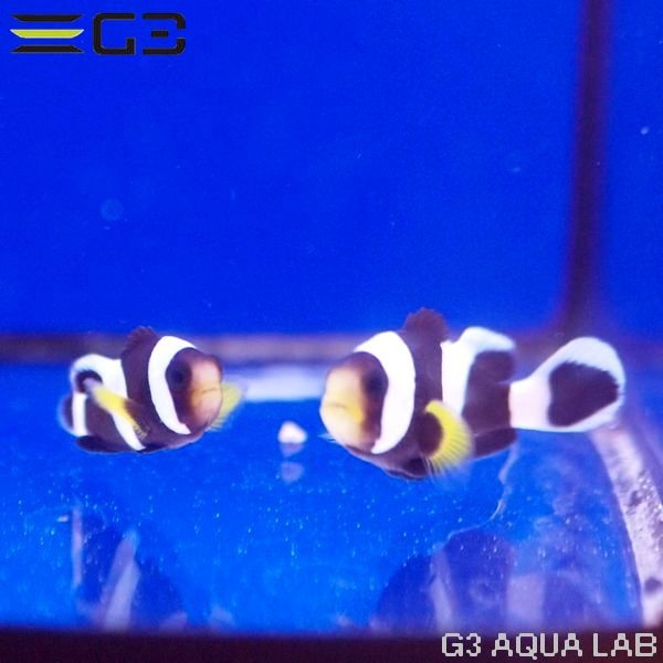 �ۥ磻�ȥ��åס����ͥ�͡��ڥ���[Y305-S0813]