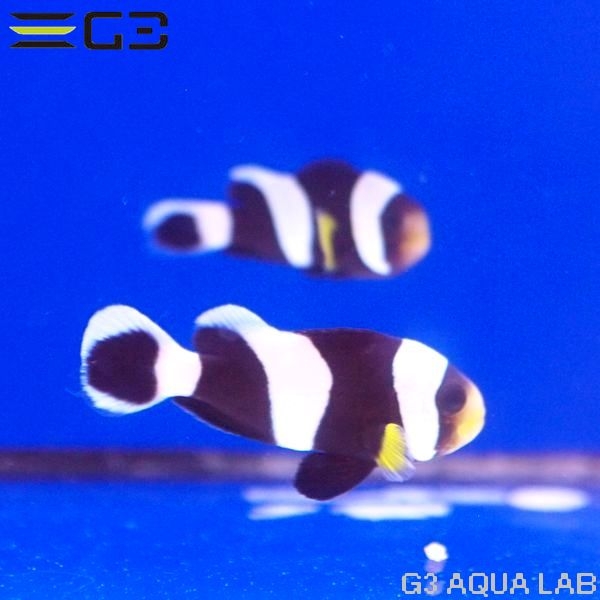 �ۥ磻�ȥ��åס����ͥ�͡��ڥ���[Y305-S0813]